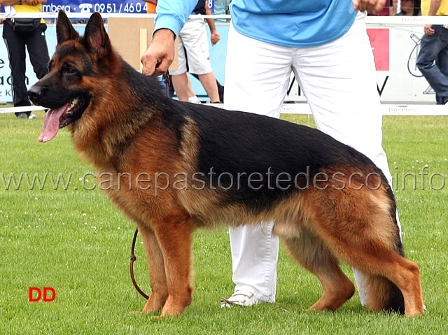barack-dogshof-sg4-jhkl-r-.jpg - Giovani maschi (JHKL R):  Barack Dogshof SG 4