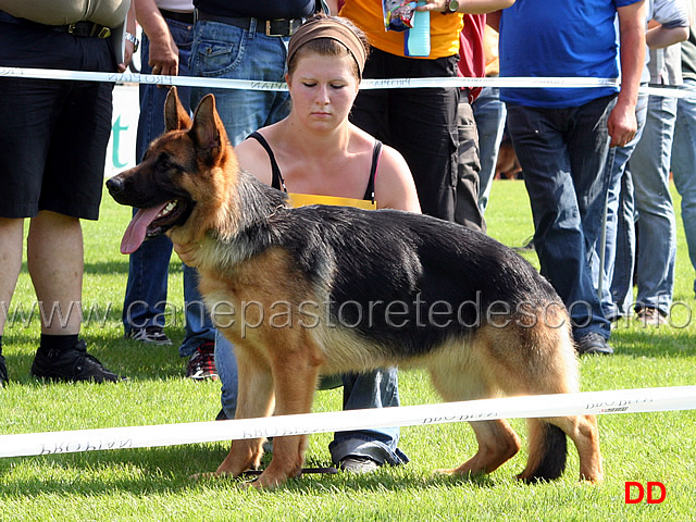 brenda-team-agrigento-vv4-nwkl-h-.jpg - Cucciolone femmine (NWKL H): Brenda Team Agrigento 4 vv
