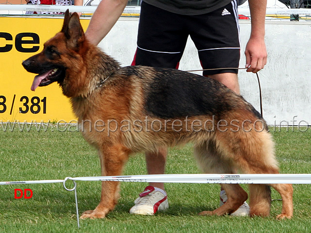 chiara-vom-gebenbacher-land-V18-ghkl-h.jpg - Lavoro femmine (GHKL H):  Chiara vom Gebenbacher Land V18
