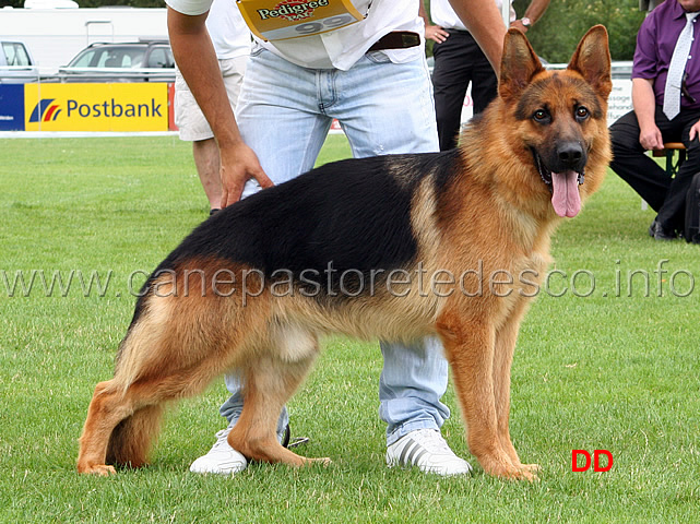 cody-von-der-noriswand-sg5-jhkl-r-.jpg - Giovani maschi (JHKL R):  Cody von der Noriswand SG 5