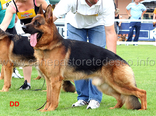 fulz-di-zenevredo-sg1-jhklr-.jpg - Giovani maschi (JHKL R): Fulz di Zenevredo SG 1