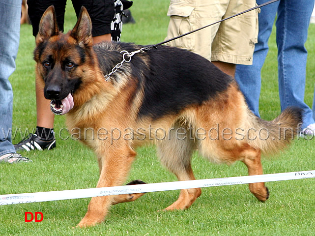 ghandi-von-schacher-.jpg - Cuccioloni maschi (NWKL R): Ghandi von Schacher