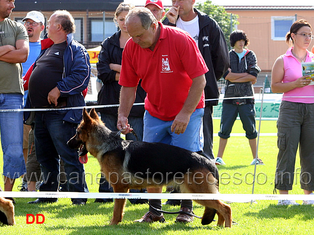heny-z-lijavy-vv7-nwkl-h.jpg - Cucciolone femmine (NWKL H): Heny z. Lijavy 7 vv