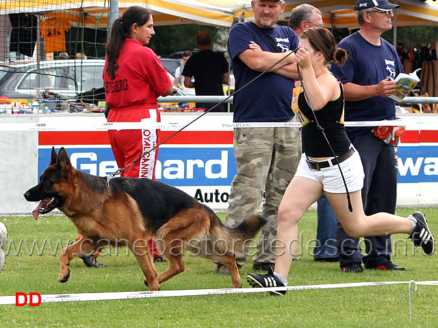 jhkl-r-furbo-von-der-kleinen-ranch.jpg - Giovani maschi (JHKL R):  Furbo von der kleinen Ranch
