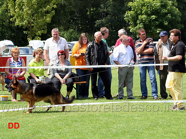 jkl-r-yoker-vom-westervenn-05.jpg - Giovanissimi maschi (JKL R): Yoker vom Westervenn