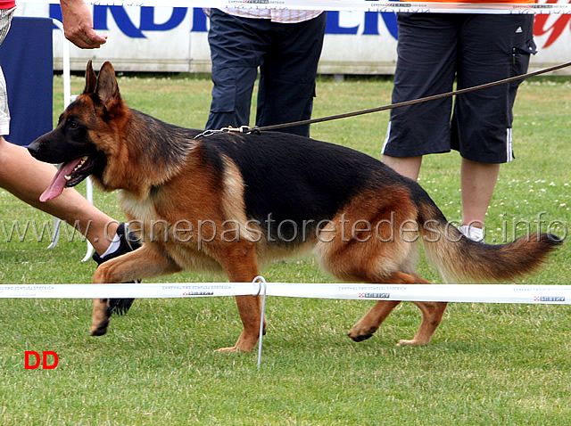 karol-dei-lotito-05.jpg - Giovanissimi maschi (JKL R): Karol dei Lotito