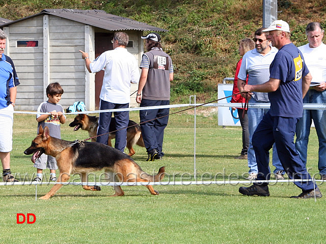 nwkl-h-xantippe-von-der-jahnhohe.jpg - Cucciolone femmine (NWKL H): Xantippe von der Jahnhohe