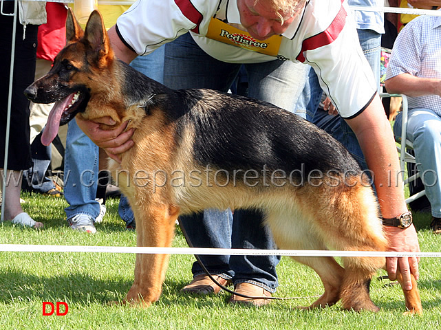 rumba-dei-verdi-colli-vv2-nwkl-h-.jpg - Cucciolone femmine (NWKL H): Rumba dei Verdi Colli 2 vv