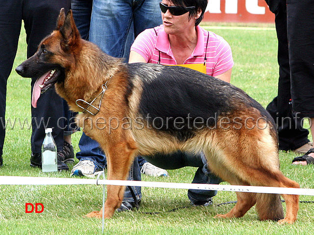 tami-von-der-rieser-perle-sg16-jhkl-h-.jpg - Giovani femmine (JHKL H): Tami von der Rieser Perle SG 16