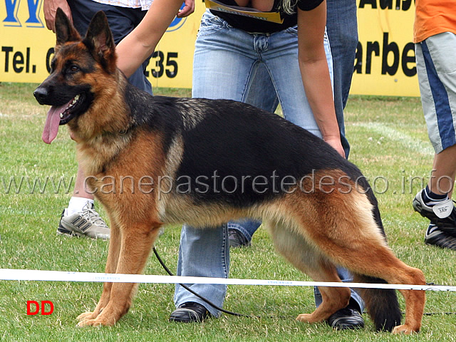 xirka-vom-niemberger-eck-sg9-jhkl-h.jpg - Giovani femmine (JHKL H): Xirka vom Niemberger Eck SG 9