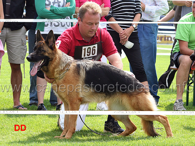 yale-von-wilhendorf-sg2-jkl-h.jpg - Giovanissime femmine (JKL H): Yale von Wilhendorf SG2