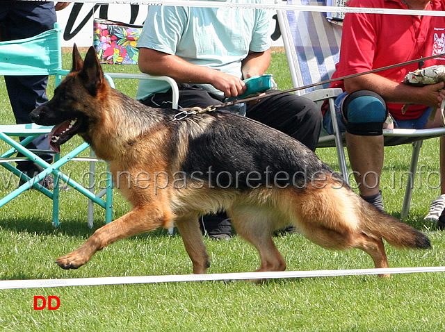 yale-von-wilhendorf.jpg - Giovanissime femmine (JKL H): Yale von Wilhendorf