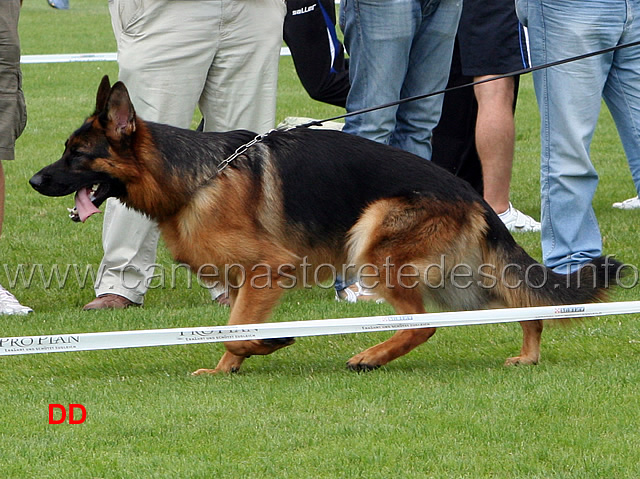 yoker-vom-westervenn-02-.jpg - Giovanissimi maschi (JKL R): Yoker vom Westervenn