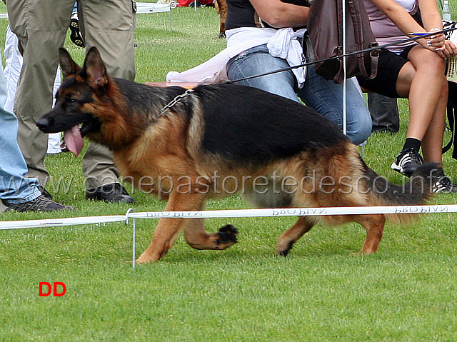 yoker-vom-westervenn-02.jpg - Giovanissimi maschi (JKL R): Yoker vom Westervenn