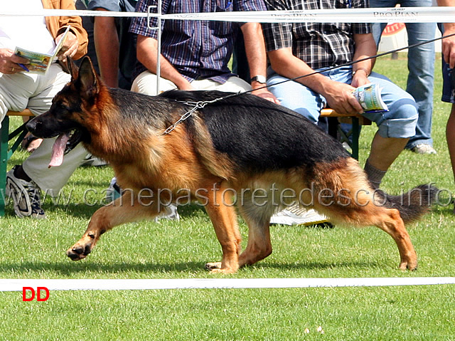 yoker-vom-westervenn.jpg - Giovanissimi maschi (JKL R): Yoker vom Westervenn