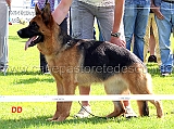 yersey-von-der-grafenburg-vv5-nwkl-h-