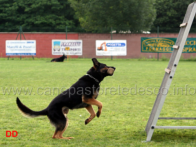 chuck-vom-schlosswald-04.jpg - Chuck v. Schlosswald B Punti 92