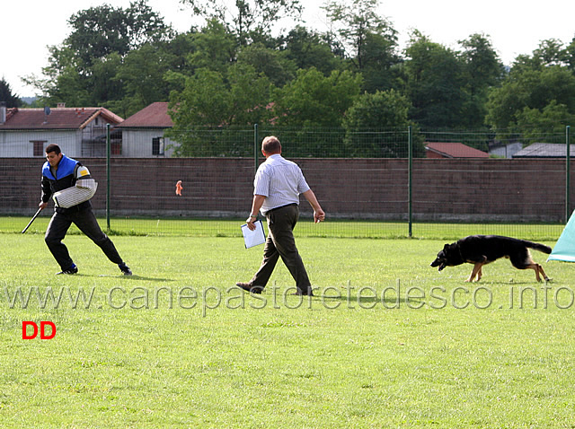 duca-vom-spitzbubezwinger-03.jpg - Duca vom Spitzbubezwinger C 18 punti