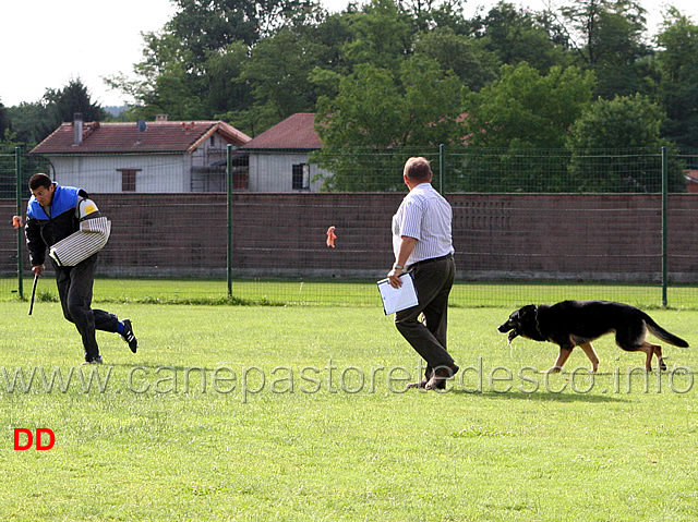 duca-vom-spitzbubezwinger-04.jpg - Duca vom Spitzbubezwinger C 18 punti