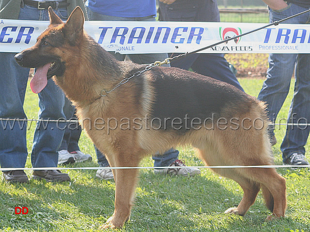 109.jpg - Giovani maschi 3 Grando di Casa Ines