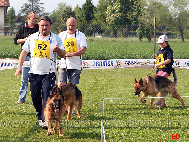 114.jpg - Adulte femmine Marby della Valle dei Rovi , Quana dei Colli Storici e Bloom