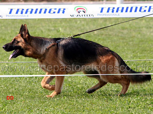 115.jpg - Adulte femmine 1  Marby della Valle dei Rovi
