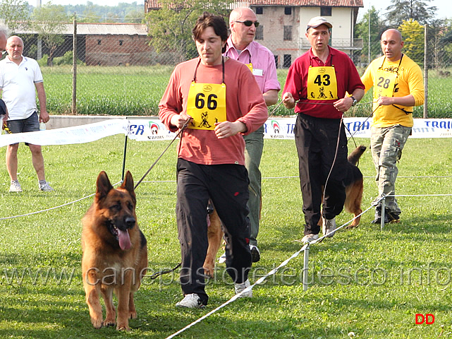 121.jpg - Adulti maschi