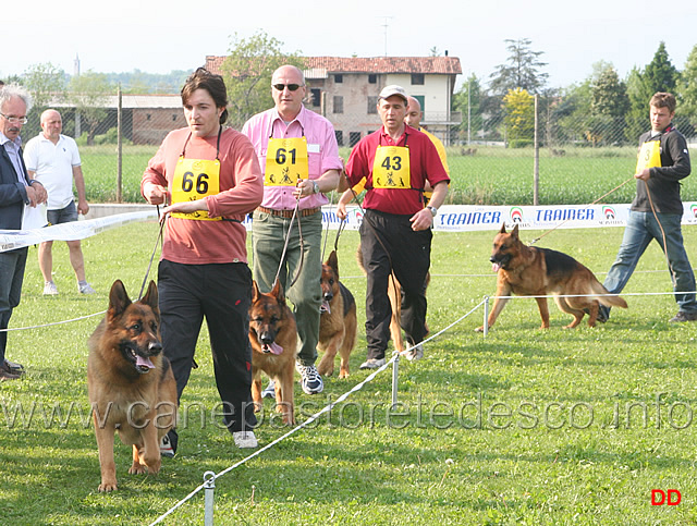 122.jpg - Adulti maschi Mork dei Profeti, Falco Santamar, Nicos degli Achei, Sol di Casa Raimondo, Ares Tofana