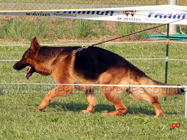 126.jpg - Adulti maschi Nicos degli Achei