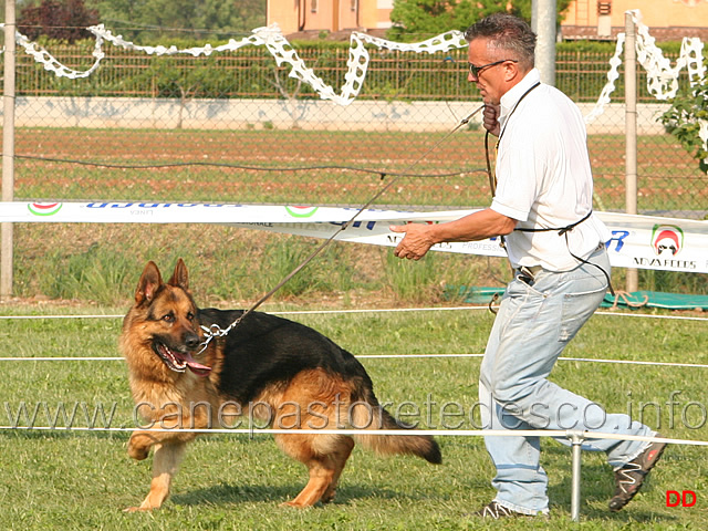 129.jpg - Adulti maschi Paco di Casa Ines