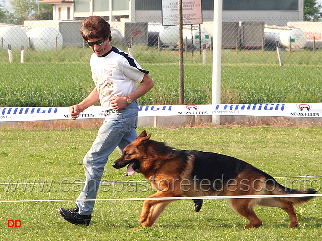 131.jpg - Adulti maschi Claudio Bosetti con Falco Santamar al fuss