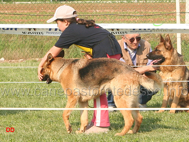 155.jpg - Soci juniores in campo: Anna Zampieri, con il piglio della veterana, chiude gli occhi alla cagna per non farle vedere dove si nasconde il chiamatore
