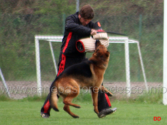 065.jpg - Mike del Catone. Difesa del cane durante la fase di vigilanza