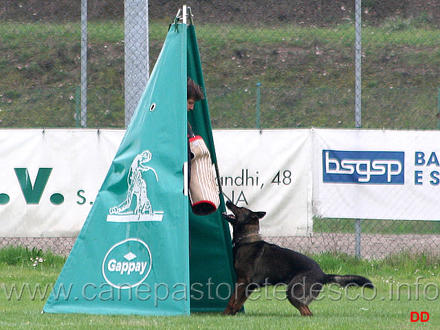 073.jpg - IPO3. Giovepluvio Dixi. Affronto e abbaio