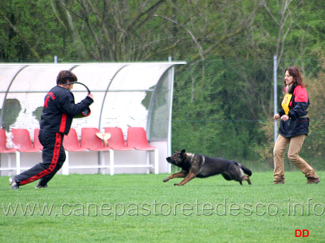 079.jpg - IPO3. Giovepluvio Dixi. Attacco al cane durante la condotta da dietro