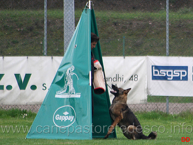 118.jpg - IPO2 Lami Layut Affronto e abbaio