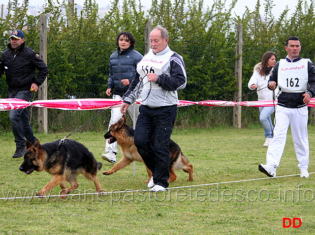 051.jpg - Classe Juniores maschi 8 Fanto dell'Alta Costa e 6 Nico dei Lupi della Maddalena