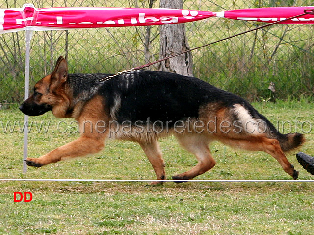 107.jpg - Classe Cucciolone femmine 1 Kiwi di Casa Massarelli