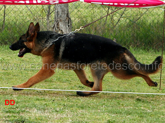 109_.jpg - Classe Cucciolone femmine 3 Connie di Casa Ines