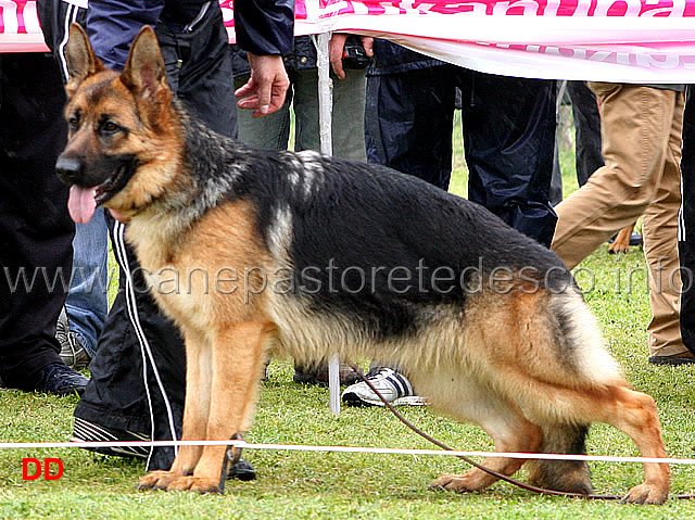 112.jpg - Classe Cucciolone femmine 1 Kiwi di Casa Massarelli