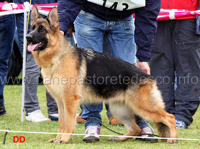 114.jpg - Classe Cucciolone femmine 2 Gerry Val Ira