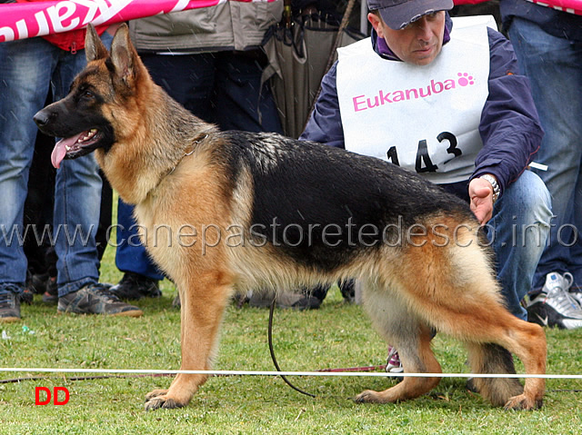 115.jpg - Classe Cucciolone femmine 2 Gerry Val Ira