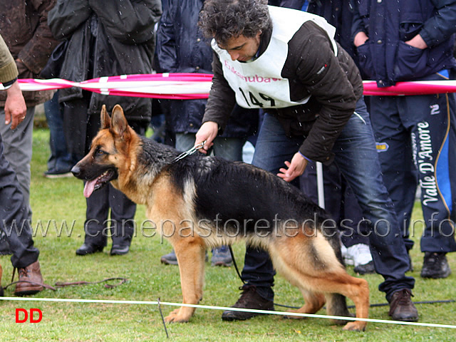 118.jpg - Classe Cucciolone femmine 4 Ghindero's Carma