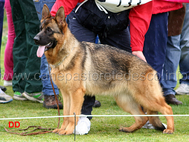 123.jpg - Classe Cucciolone femmine 10 Jamie Lee v.d. Bastillie