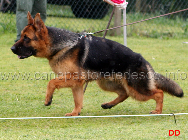 140.jpg - Classe Cuccioloni maschi 1 Bax di Casa Beggiato