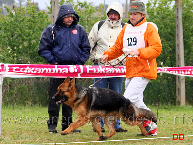 141.jpg - Classe Cuccioloni maschi 1 Bax di Casa Beggiato