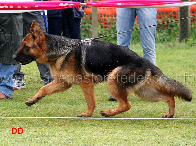 146.jpg - Classe Cuccioloni maschi 1 Bax di Casa Beggiato