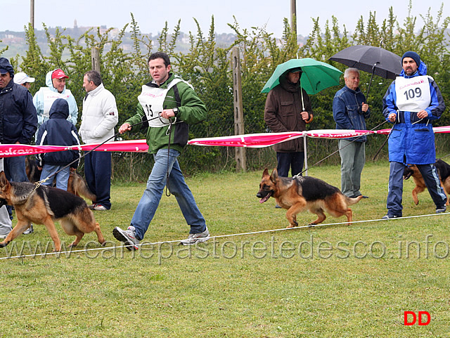 008.jpg - Giovanissime femmine. Partenza secondo gruppo. Zilla del Timius e Quendi di Ca' de Pace