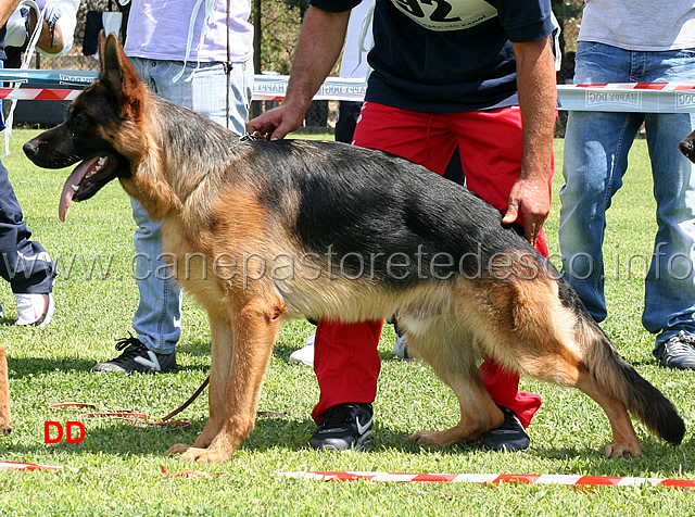 arko-3mb-cuccioloni.jpg - Cuccioloni maschi 3 MB Arko 