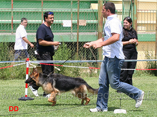 cucciolone-femmine-corena-d-altavilla.jpg - Cucciolone femmine Corena d'Altavilla